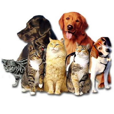 best online shopping